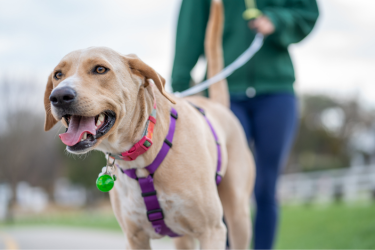 Tan colored dog on leash with purple harness