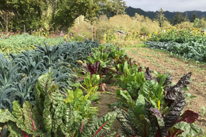 Bayside Park Farm Winter Vegetables