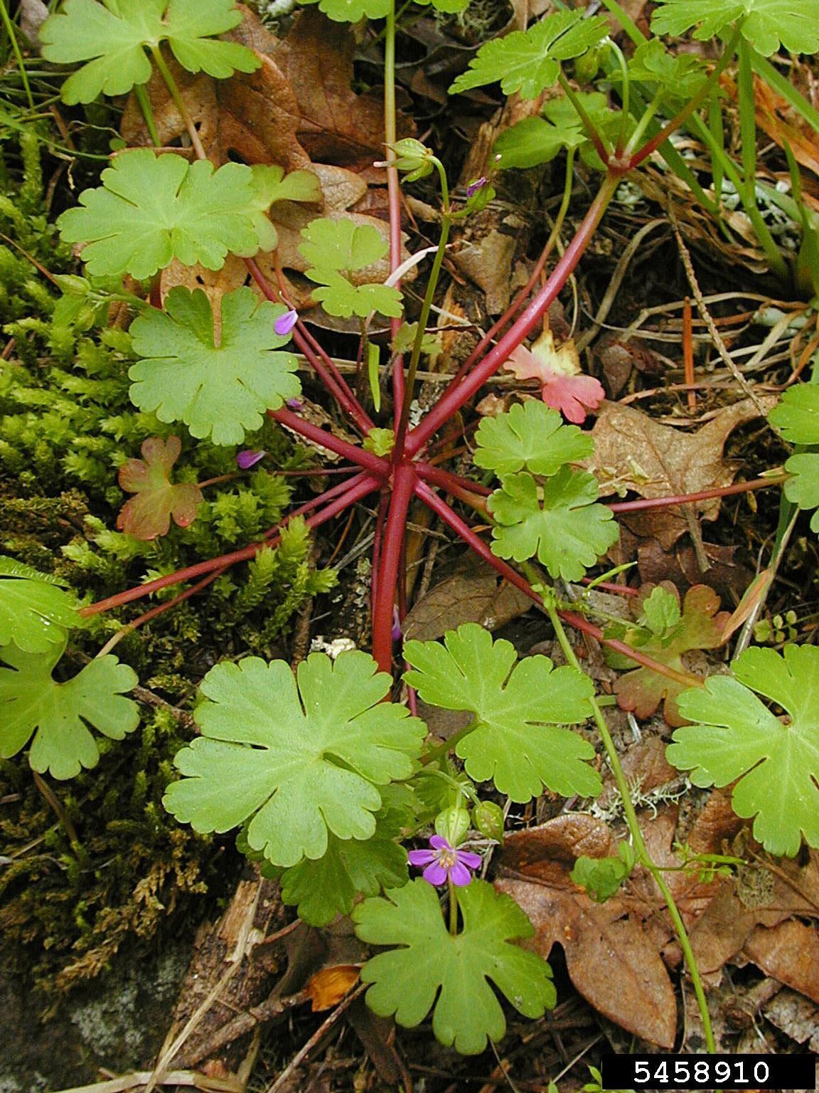Shiny Geranium