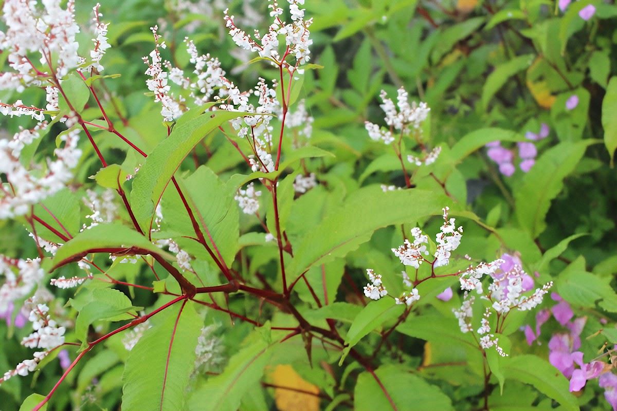Himalayan Knotweed
