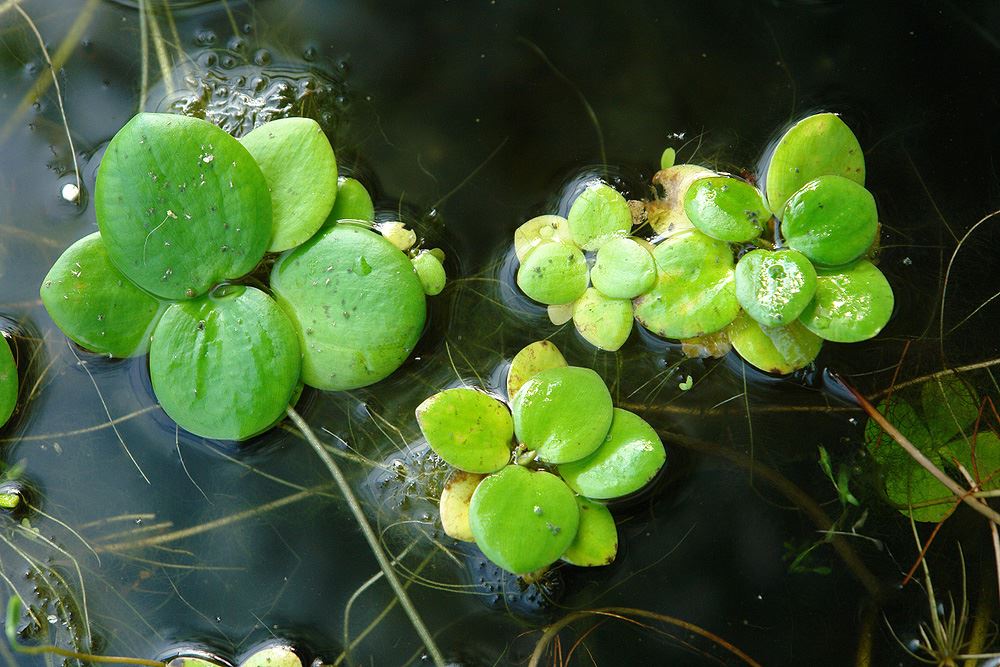 Frogbit2024-4