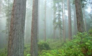 Arcata Community Forest