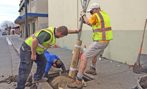 Parks Crew Plants Red Bowhall Maple