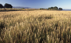 A Spartina Infested Marsh